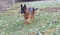  Rjs Vom Brutus