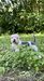 American BOSS Bulldogs Topaz of AAB’s