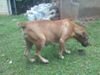 TOSLAND WILMA