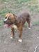 Bad Company Bulldogs’ Brindle Buck