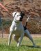  MpKennels O Fentanyl Will Kill You
