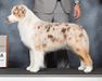 ASCA CH Stormridge's Tickled Peachless