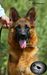 Elsa vom cairo kennel