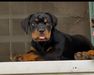 Arizona of Lagvuchi Rottweilers