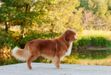 Roaneden's Wingman of Mayhem
