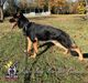 Raptor King Von Der Phantasie