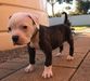 Adelaide's Ultimate Bulldogs - Black Jack