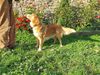 Canis Amicus Poma