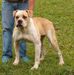 Chica Mountain Bulldog