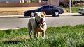 Lane's Dora of Jam Up Bulldogs