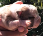 Ivar Mountain Bulldog