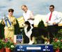AKC/ASCA/CAN CH SNOWBELT'S SWEETHEART DEAL