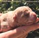 Atena Mountain Bulldog