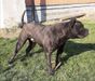 Ronda's DEMON of Vee Eight's Bulldogs