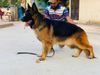 Nishan's Furbo