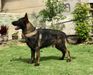 Alex Von Chiles Siegerhund