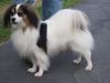 Mien Droom's Damian-Jack