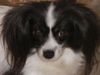 Princess Perle Porubsky Kvet (PH)
