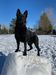  Shirk's Loki