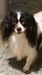 Zenitzias Lovely Jinglebell (PH)