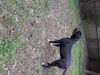 Black Stone Bulldogs Bwana
