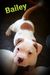 Bailey of Holstein American Bulldogs