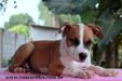 Amstaff Camarilha Dell'Arte Coralina