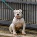 D'Angelbulls Thor of Dream House's
