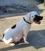 Camelia of S&D Bulldogs