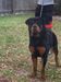  Guardian Rottweilers Tiberius