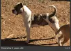BULL PULL'S MOSCATA
