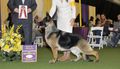 GCH CH Woodsides Bella Jun