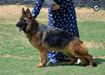 Yoga Vom Cairo Kennel