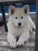  Tracker of LINDE'S WHITE WOLVES