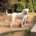 Blanco of S&D Bulldogs
