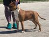 WHITE-amSTAFF Limited Edition