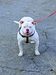 Durty South Bulldogs Elsa of Byfb