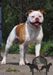 Almighty Bulldogs SAMMY @ Gatehouse Bulldogs