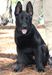  Ek De Poder Canino