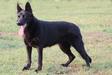Sheba Jones XV