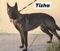  Tizha (Trejo) Mex.FCI