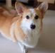  PLOYSAI CORGI LOVER aka SUMMER