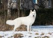 JCHRUS, JCHRKF, CHRUS, CHRKF Berezovoy Roschi Guardian Of Soul