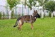 Kuba aus der Familie Schwarz
