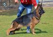 Miki Vom Cairo Kennel