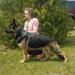 Peakes Brook Fast Cars & Freedom v Casamoko