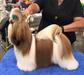 GCH Wenrick's Make Believe