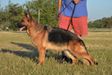 Siba The Jomarguell
