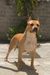 CH. JR. GUA., CH. MEX. Anat Velsant D´Pinulak