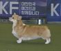 JCH, CH (Rus ,RKF, S Korea), Club CH, GrCH, Veteran GrCH Elfborg Tessarion Blue Queen